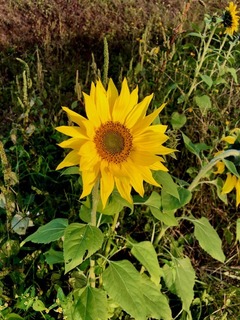 IMG_3894.jpg