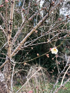 IMG_4865.jpg