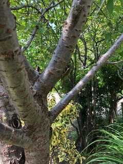 IMG_5260.jpg