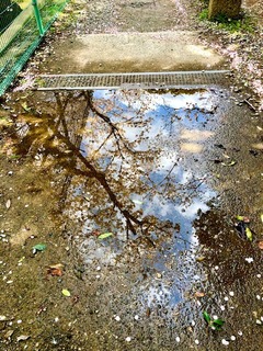 IMG_9726.jpg