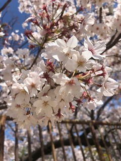 IMG_9854.jpg